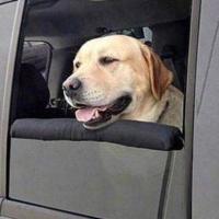 Imagem de cachorro andando de carro