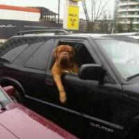 Dicas para cachorro andar de carro sem enjoar