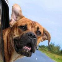 Foto de cachorro andando de carro
