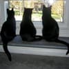 Fotos de gatos olhando pela janela