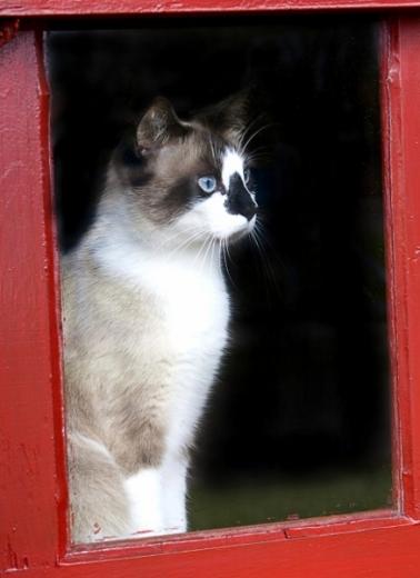Imagem de gatinhos olhando pela janela
