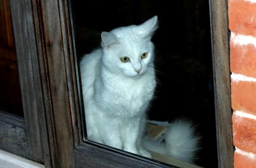 Fotos de gatos olhando pela janela, em que eles pensam?