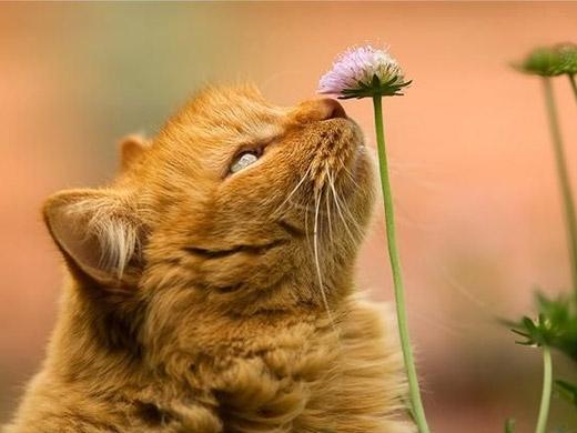cinco sentido dos gatos