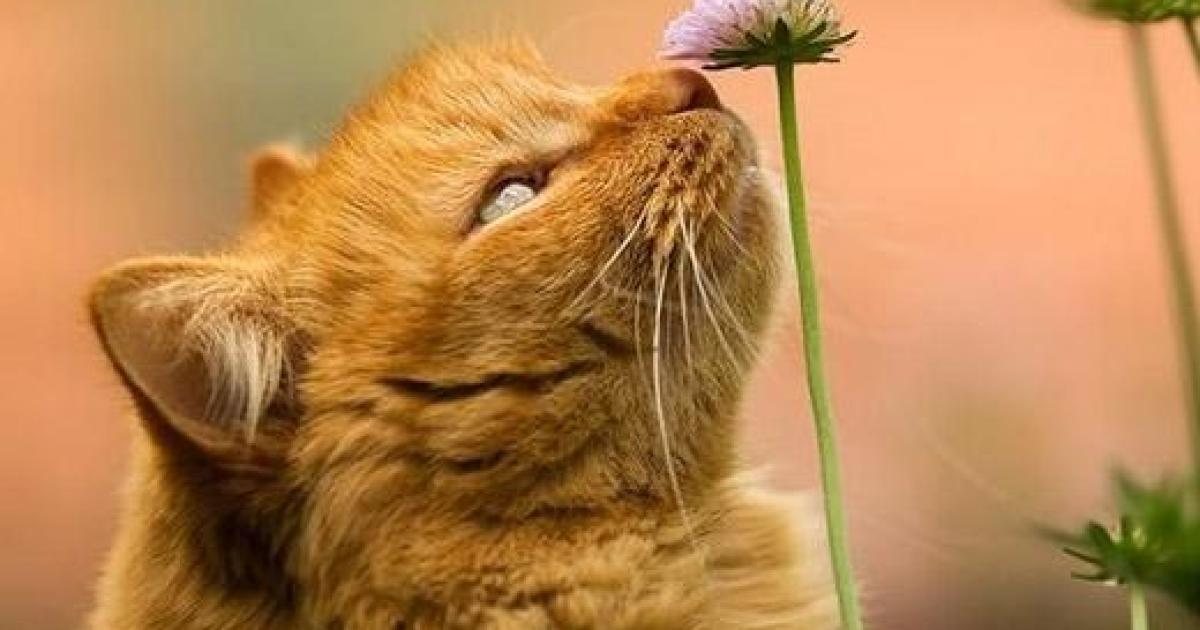 cinco sentido dos gatos