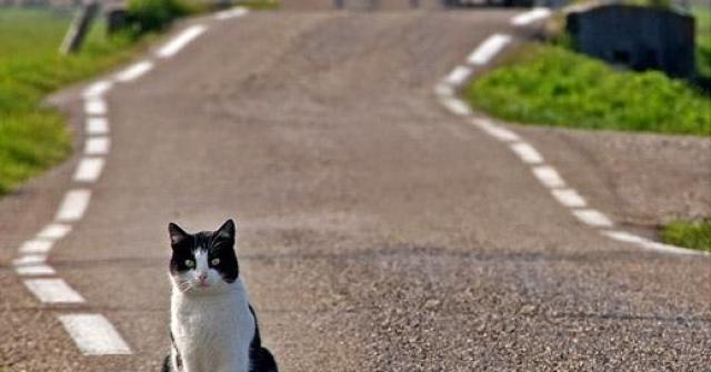 Gatos que voltam para casa antiga