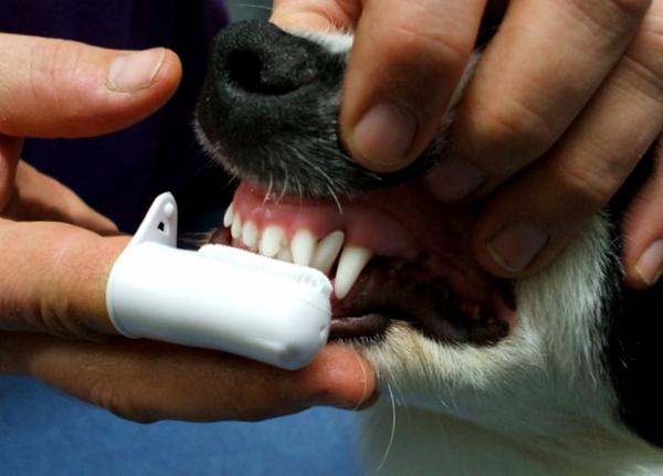 Cachorro escovando os dentes