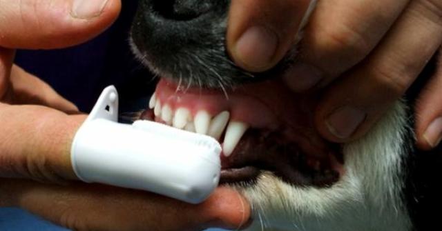 Experimente começar essa rotina depois de ter brincado com ele, pois então é provável que você o tenha tocado pelo corpo todo, e ele reconhecerá seu toque mais facilmente.