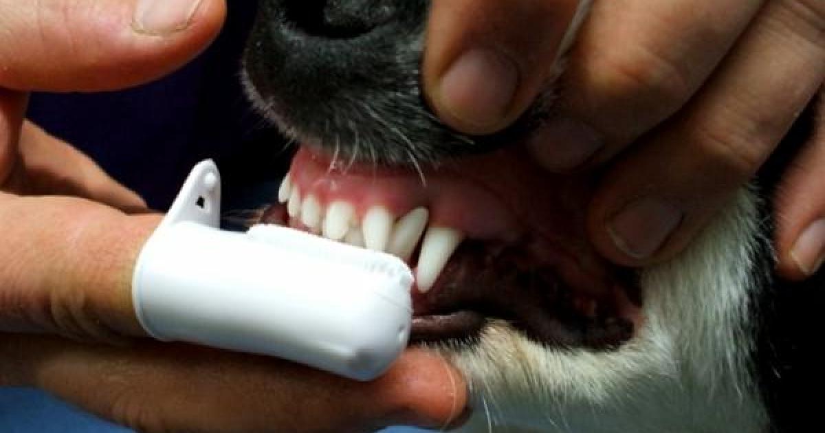 Cachorro escovando os dentes