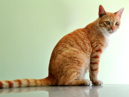 Como treinar seu gato para reconhecer seu próprio nome
