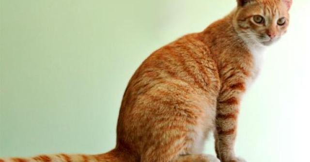 Muitos gatos em apuros, como presos em um buraco ou no armário, são resgatados porque miam desesperadamente ao ouvir o dono chamando seu nome.