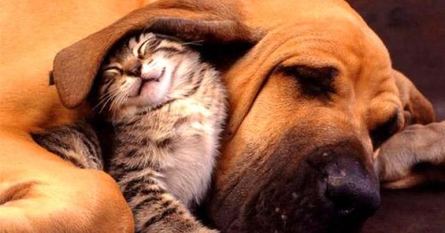 Cães e gatos podem viver juntos e serem amigos sim, conheça dicas infalíveis para essa convivência