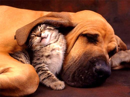 cachorro e gato mostram que para o amor nada é impossível
