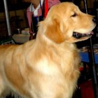 Fotos de cão Golden Retriever