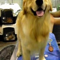 Imagem da raça Golden Retriever