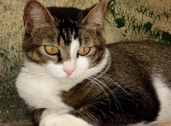 Aprenda a ouvir o seu gato