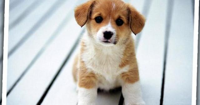 Foto de Cachorro