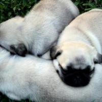 Fotos da raça Pug