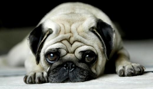 Raça de cachorro Pug