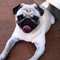 Imagem de cachorro Pug
