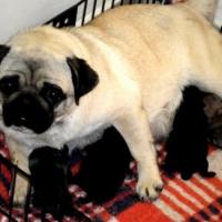 Fotos de filhotes de Pug