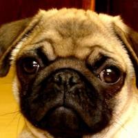 Imagem de cão Pug