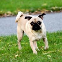 Foto de cão da raça Pug