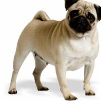 Fotos de filhotes de cachorro Pug