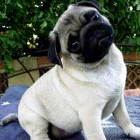 Imagem de cachorro Pug