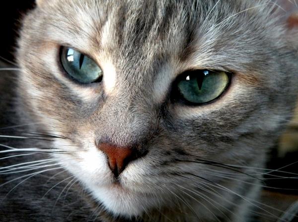 Os gatos são capazes de identificar nossos sentimentos