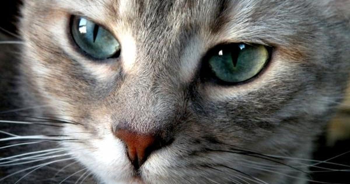 Os gatos são capazes de identificar nossos sentimentos