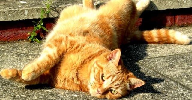 Gatos: Conheça a linguagem corporal do seu gato