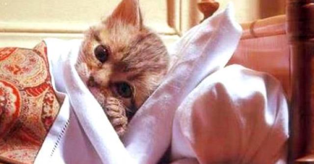 Doenças nos gatos é sempre uma grande preocupação dos donos. Quem não fica preocupado quando seu gato está doente? Não é? Os gatos apesar de serem sensíveis, muitas vezes não demonstram qualquer tipo de desconforto.
