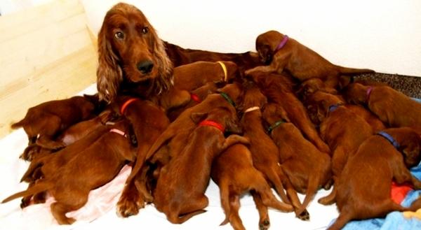 Razões para fazer o castramento dos cachorros