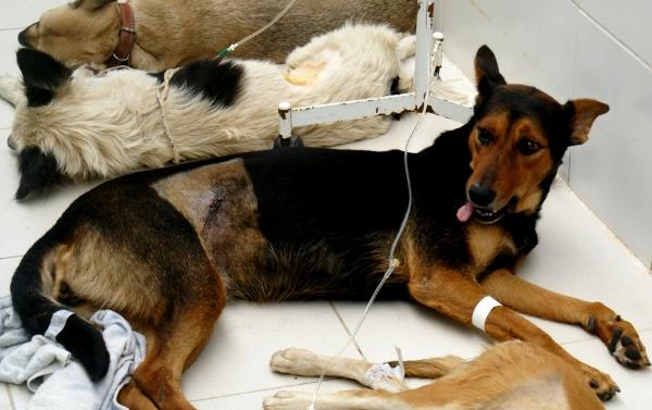 Razões para fazer o castramento dos cachorros