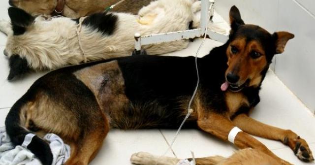 Por que castrar seu cachorro? Conheça alguns motivos para se fazer a castração