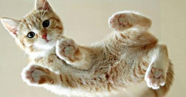Conheça o corpo de seu gato