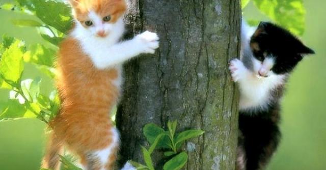 Os gatos têm sete vidas?