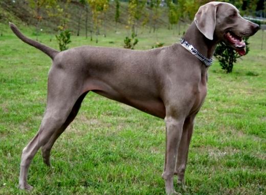 Fotos de cachorro Weimaraner pelo curto
