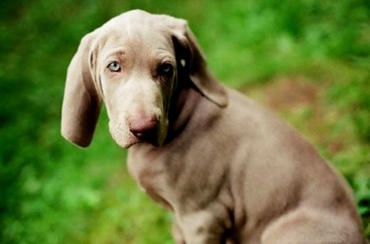 Imagem da raça de cachorro Weimaraner