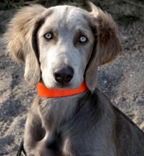 Fotos de cachorro Weimaraner de pelo longo
