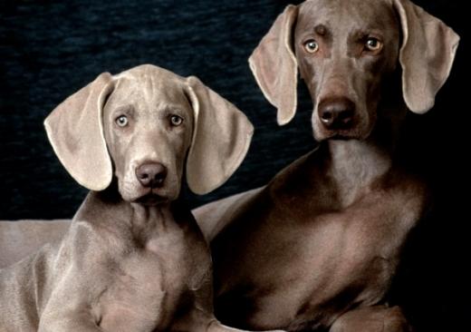 Imagem da raça de cão Weimaraner