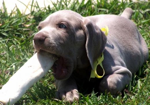 Fotos de cachorro Weimaraner