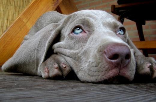 Fotos de cão Weimaraner