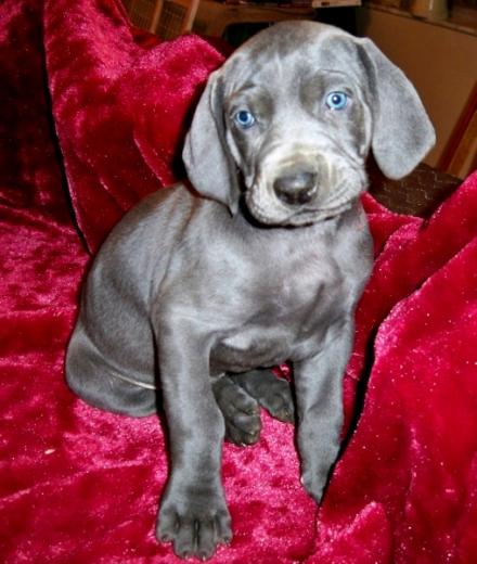 Fotos de filhote da raça de cachorro Weimaraner