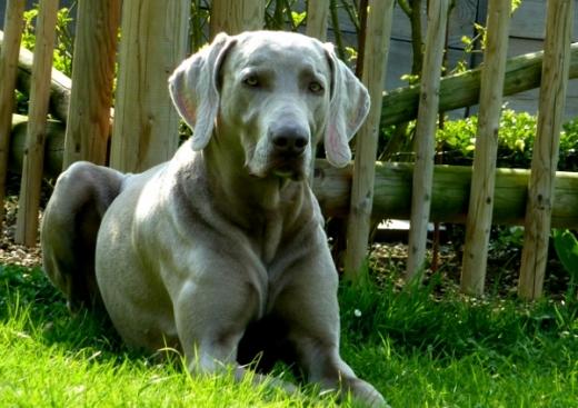 Imagem de Weimaraner