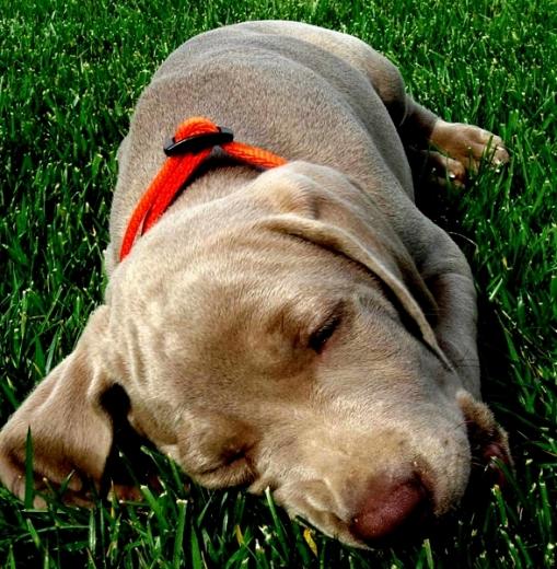 Imagem de filhote de Weimaraner