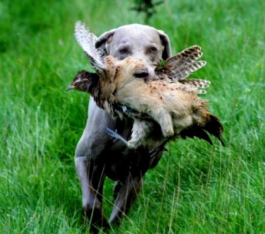 Fotos de cachorro da raça Weimaraner