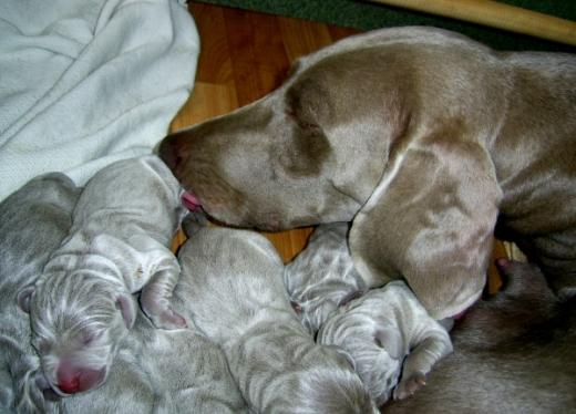 Fotos de Família de Weimaraner