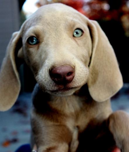 Fotos de filhote de cachorro Weimaraner