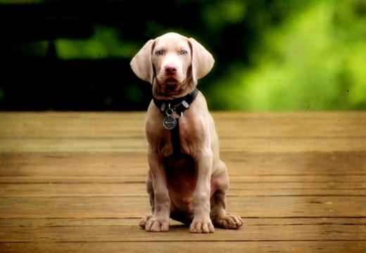 Fotos de cachorro Weimaraner